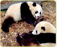 two giant pandas