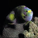 Queen Angelfish