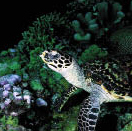 Sea turtle