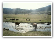 Cows in field and stream