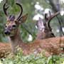 white-tailed deer