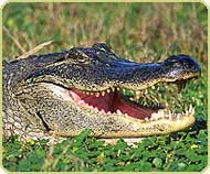 American alligator