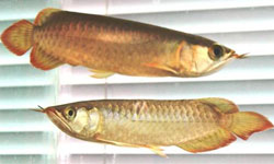 Endangered Asian bonytongue fish (also known as Asian arowanas) are highly prized by collectors; some believe that the fish bring good luck. Credit: Charles Quick/USFWS 