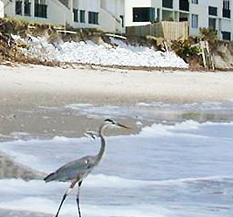 Great blue heron on shoreline. Credit: USFWS