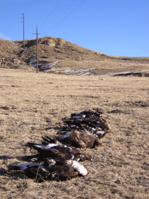 Seven of the 232 golden eagles electrocuted in Wyoming since 2007