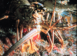 Spiny lobster, Florida Keys.  Credit: NOAA Office of Oceanic and Atmospheric Research
