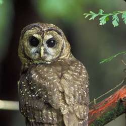 Northern spotted owl. Credit: John and Karen Hollingsworth