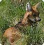 maned wolf