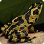 Panamanian golden frog