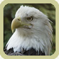 bald eagle