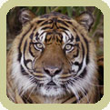 Sumatran tiger