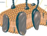 Image of the plasma membrane is a cell's protective barrier.