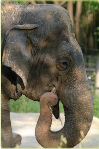 Ambika, an Asian elephant at the National Zoo