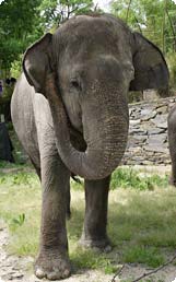 Shanthi, an Asian elephant at the National Zoo