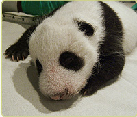 panda cub