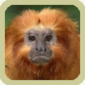 golden lion tamarin