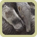 giant anteater