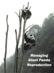 Managing Giant Panda Reproduction