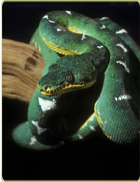 Emerald tree boa