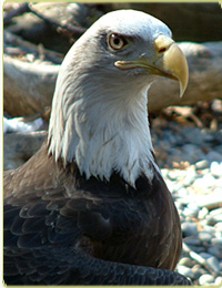 Bald eagle