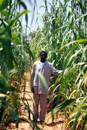 Man in millet field