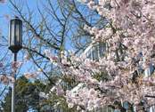 Beautiful Cherry tree in bloom