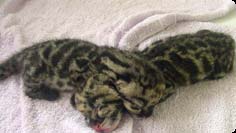 Day-old clouded leopard cubs born on April 26 in a Thailand zoo.