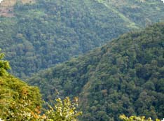 Forest still covers much of Bhutan's land. 