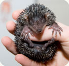 tenrec baby