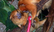 Golden lion tamarin