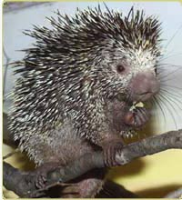 prehensile-tailed porcupine