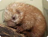 prehensile-tailed porcupine