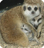 adult meerkats with pup