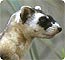 black-footed ferret