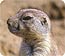 black-tailed prairie dog