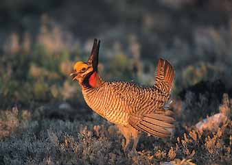 lesser prairie-chicken