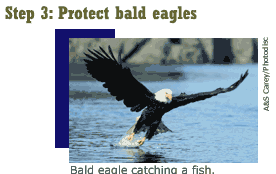 Step 3: Protect bals eagles. Blad Eagle catching a fish.