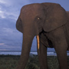 African elephant