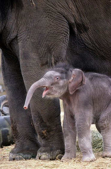 one-week-old Kandula