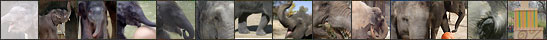 Asian Elephants thumbnails