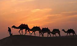 Treasures of the Arabian Gulf