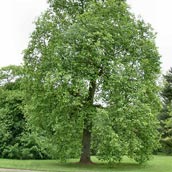 Tulip Tree