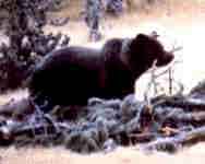 grizzly bear (Ursus arctos) carrying deer antler