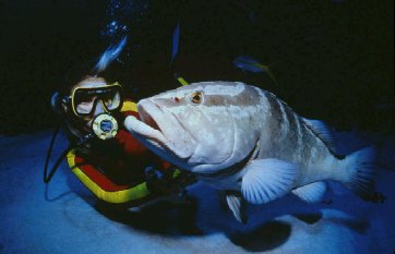 Image of diver with grouper