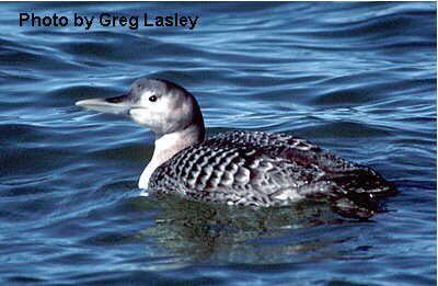 Yellow-billed Loon (Gavia adamsii)