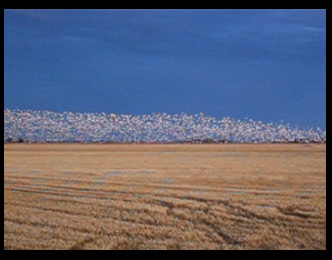 snow geese