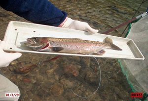 Radiotagged hybrid trout which is a cross between a native westslope cutthroat and non-native rainbow trout.