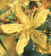 St. John's Wort