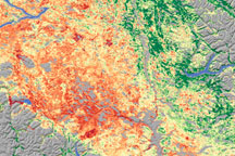 Insect Damage in British Columbia Forests