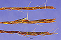 View a larger version of this image and Profile page for Schizachyrium tenerum Nees